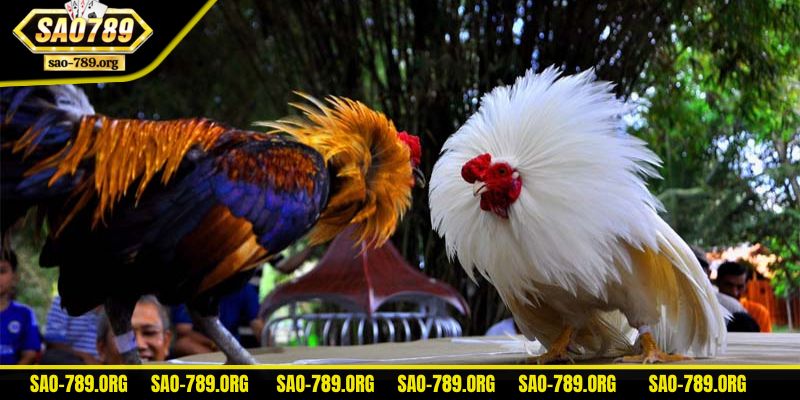 đá gà sao789