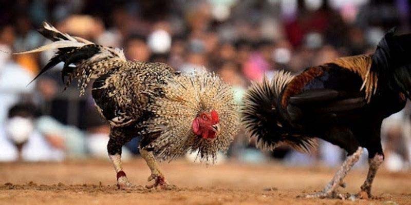 Giới thiệu về hình thức đá gà cựa dao sao789
