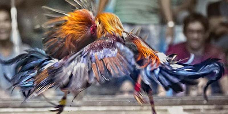 Ưu điểm khi tham gia chơi cá cược tại sao789